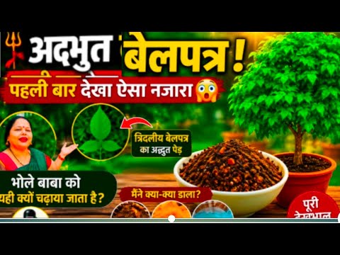 🌿 अद्भुत बेलपत्र का रहस्य | आखिर शिव जी को यही क्यों चढ़ाया जाता है? | (Bel Patra Plant Mystery)