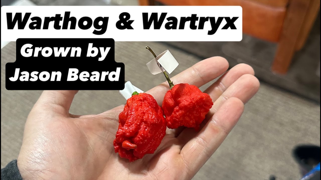 MA Warthog & Wartryx Grown By Jason Beard