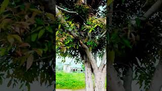 #farming #villagelife #pindawale #kisan #rain #rajasthan #farmer #barsaat #song #naturalrainsound