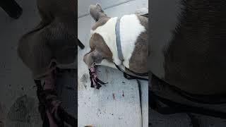 Beautiful Pitbull Bella 4