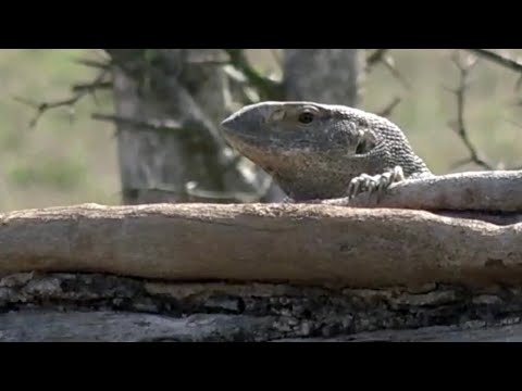 What is the difference between a monitor lizard and a Komodo dragon?