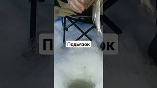 подьязок/#рыбалка #нао #топ #shortvideo #юмор #ютуб #ютубканал #ютубер #ютубшортс