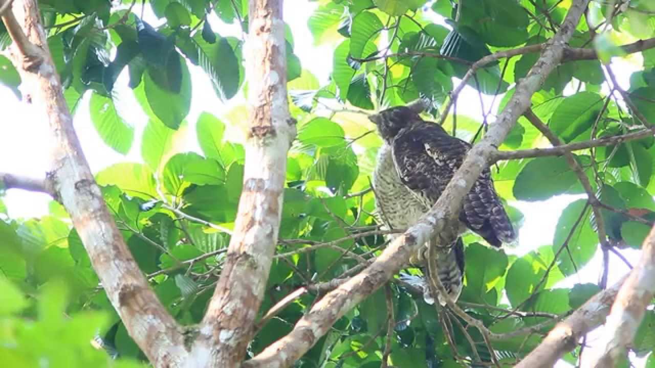 Spot-bellied Eagle-Owl 