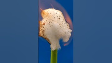 Cotton-burning close-up #shorts #asmr #satisfying #experiment #slomo #macrovideo #slowmotion #macro