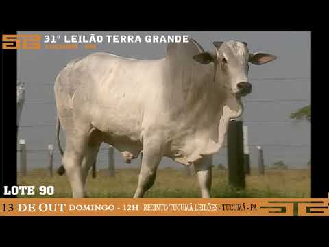 LOTE 090