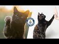 How many tricks can this cat do? - Guinness World Records