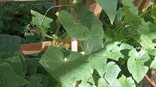 How to get 10x's more cucumbers 🥒 easily. ("Well I never....") version 😁