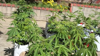 Hey guys outdoor update