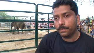 How Karachi got four African elephants