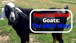 How to Breed Goats: The EASY Way by American Country Essentials 15,515 views 6 years ago 5 minutes, 56 seconds