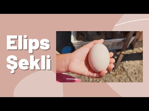 Elips Şekli |Okul Öncesi elips şekli | Şekiller | shapes