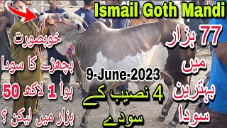 Ismail Goth Mandi Karachi Cattle Rates Update 9-June-2023 | Cow Mandi 2023 | Bakra Eid Season 2023