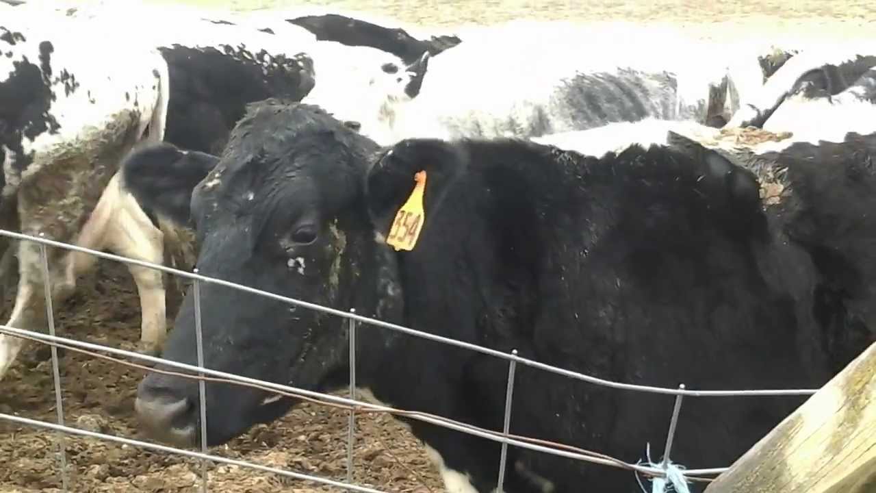 Baily's Dairy Farm Cows Coming Home to Milk YouTube