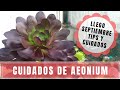 Trasplantando Aeonium juntos - Tips de cuidados