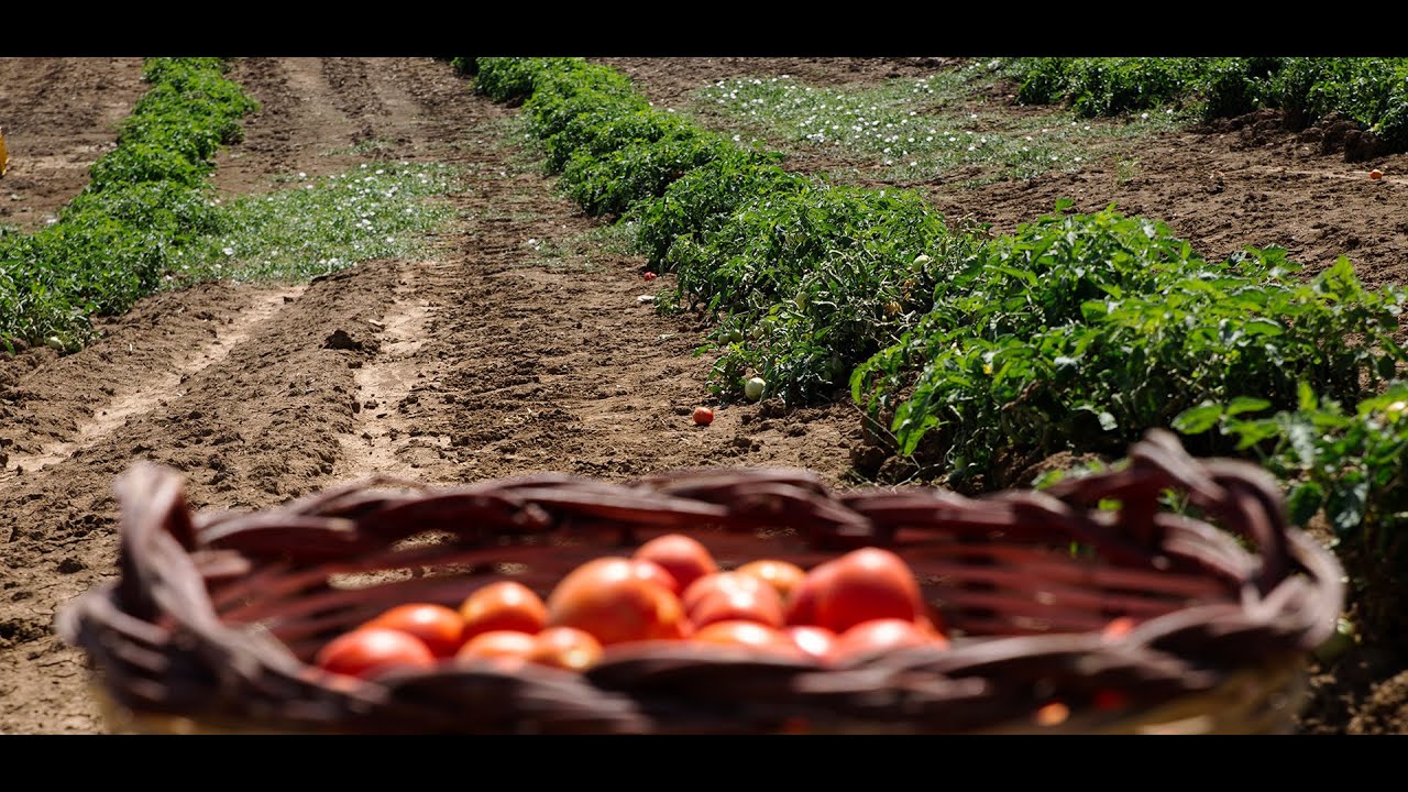 19LIVEinTOUR - #Valledolmo, il Pomodoro Siccagno. Conduce RobertoMarcoOddo, una produzione MediaOne.