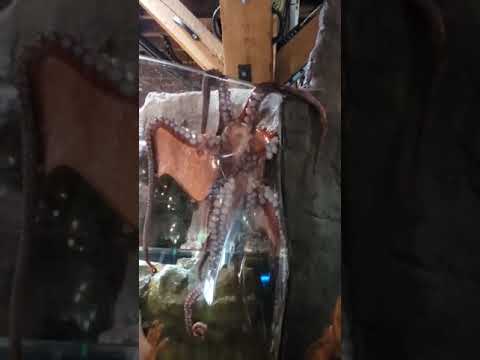 Octopus escaping the tank at Seattle aquarium on 2019-05-26 - YouTube