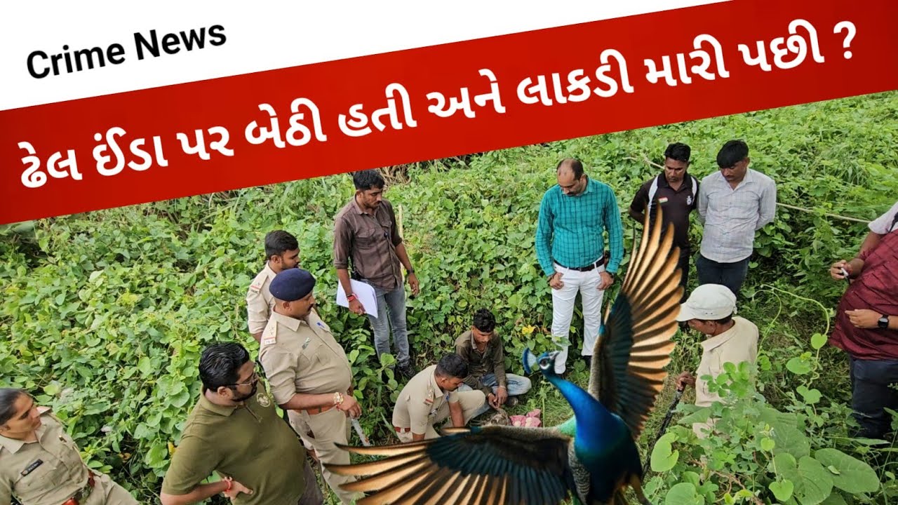 Crime  મોર નો શિકાર કર્યો અને વનવિભાગ પહોચી ગયું  l Gujarati News l 