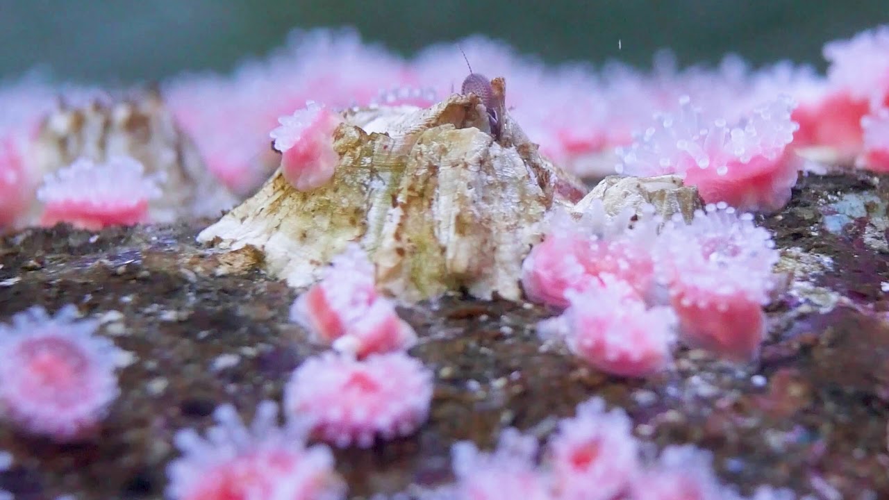 Hypnotized By Stowaway Barnacles