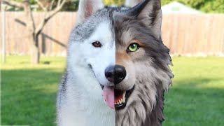 are huskies related to wolves