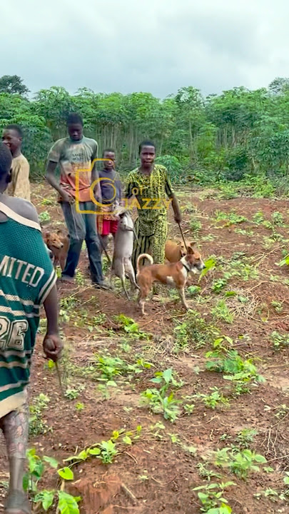 Joyful moment they got the first game of the day!! #viralvideo #wildlife #junglehunter  #africa