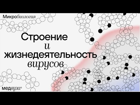 Строение и жизнедеятельность вируса