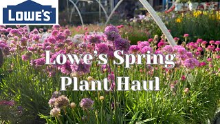 LOWES SPRING PLANT TOUR & HAUL | 18 CLEARANCE PLANTS! | GARDEN ZONE 5 OHIO