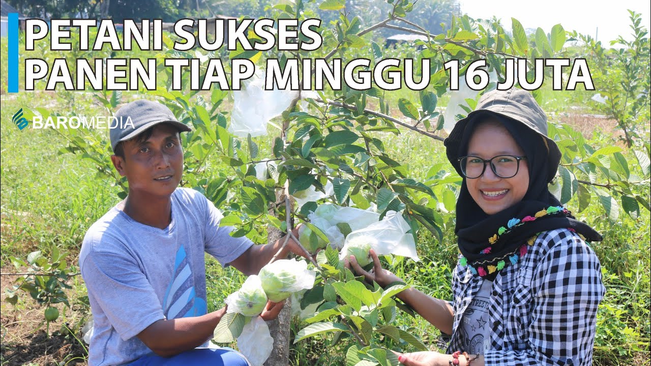 Sukses Bertani Jambu Kristal  Panen Tiap Minggu 16 Juta - JEJAK TANI