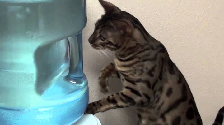 Video 11018301: bengal cat water, male bengal cat