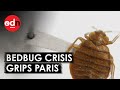 Bedbug Infestation: Paris Mayor Declares ‘No One Is Safe’