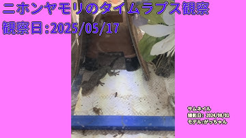 【Memorandum】 2025年05月17日 RPi-Cam-Web-Interfaceを用いたニホンヤモリのTimelapse観察