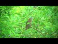 エゾセンニュウ（1）さえずり（羅臼） - Gray's grasshopper-warbler - Wild Bird - 野鳥 動画図鑑