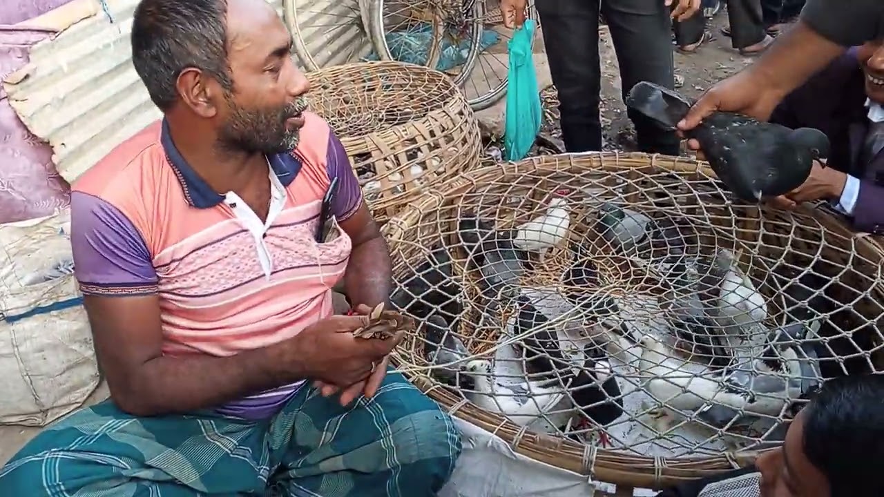 তুলসীহাট কবুতরের দাম বেড়ে গেছে