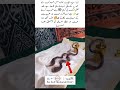 A Sacred Relic That Inspires Love for Prophet Muhammad ﷺ 🤍✨#islamicvideo#youtubeshorts#allah#faith