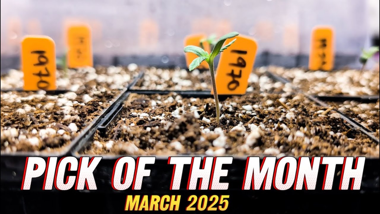 Pilly the Stoner | PICK OF THE MONTH | March 2025 | Wots growin on
