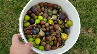 Part 1 - How to Prepare a Fig Tree for Winter