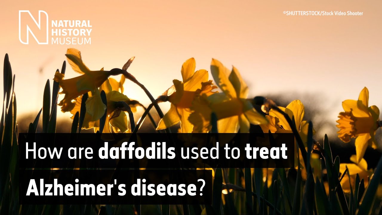 How are daffodils used to treat Alzheimer's disease? | Natural History Museum