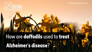 How are daffodils used to treat Alzheimer's disease? | Natural History Museum