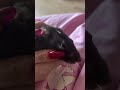 Дракоша больше не кусается. #крысы #rats #cute