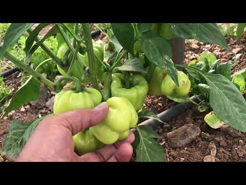 Video: Biber Meyvesi Toplama - Biber Nasıl ve Ne Zaman Hasat Edilir