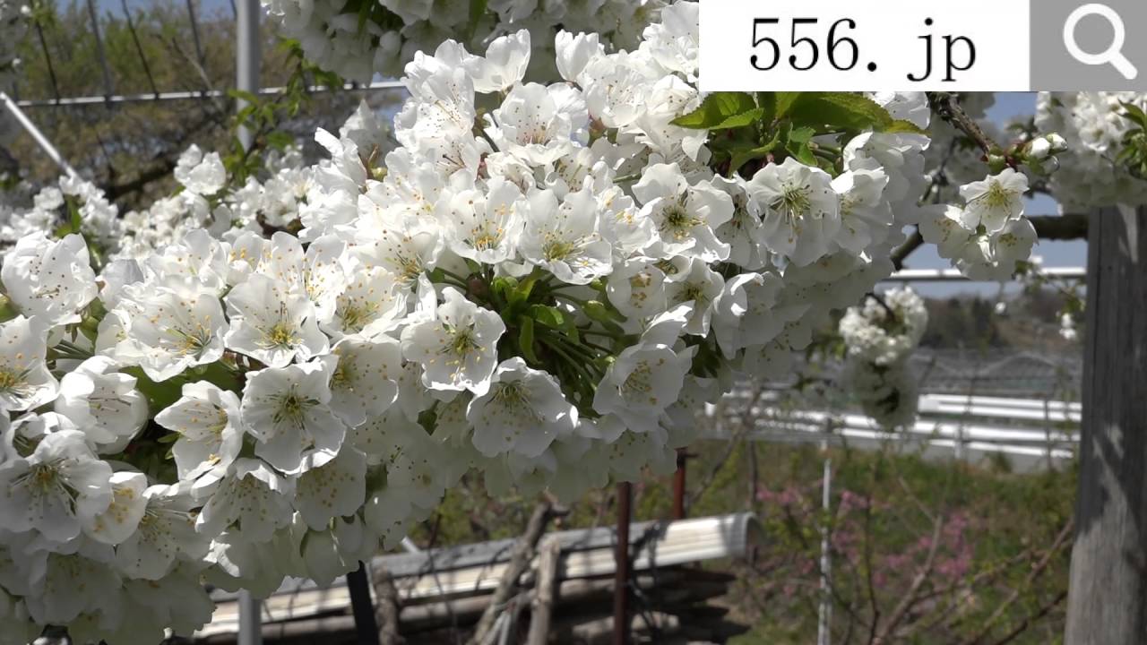 さくらんぼの木が花満開 4月下旬の畑風景 収穫は6月下旬 Youtube