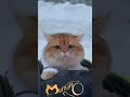 засекли нас засекли нас
