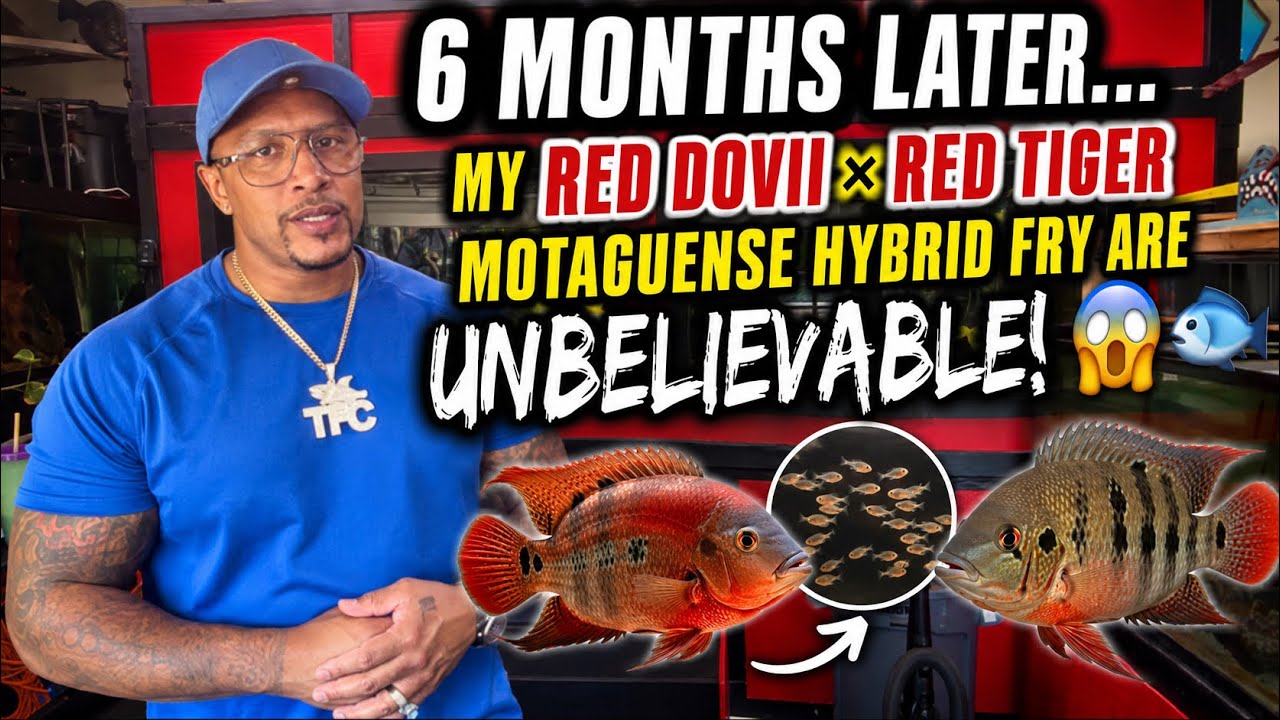 6 Months Later… My Red Dovii × Red Tiger Motaguense Hybrid Fry Are UNBELIEVABLE! 😱🐟