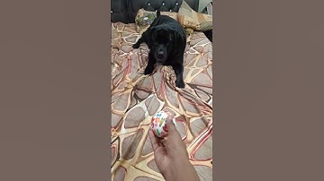 squeaky toys