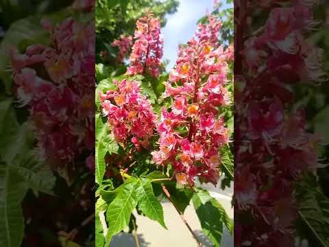 Розовый каштан цветет#измаил 🇺🇦 #shorts