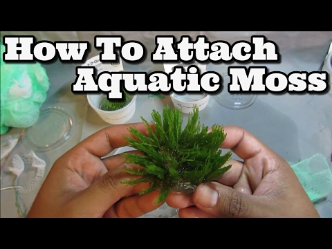 How To Attach Moss To Driftwood Easy Flame Weeping And Java Youtube