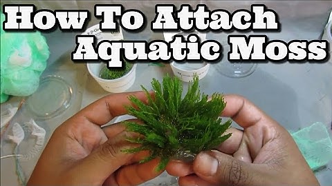 How to attach Moss To Driftwood (Easy) Flame, Weeping and Java+