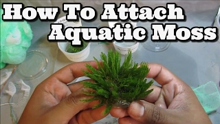 How to attach Moss To Driftwood (Easy) Flame, Weeping and Java+