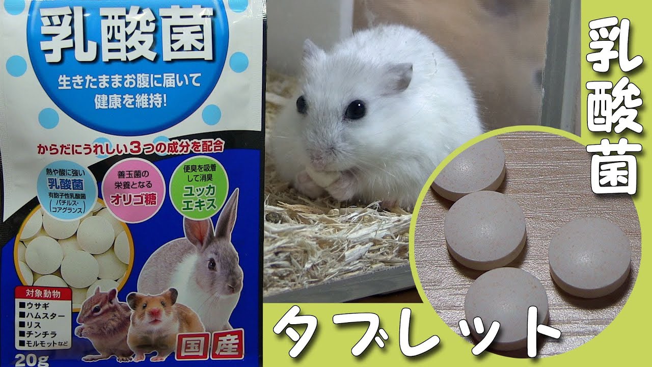 乳酸菌タブレットをハムスターの雪見ちゃんに与えてみたhamster Yukimi Bolog16 Youtube