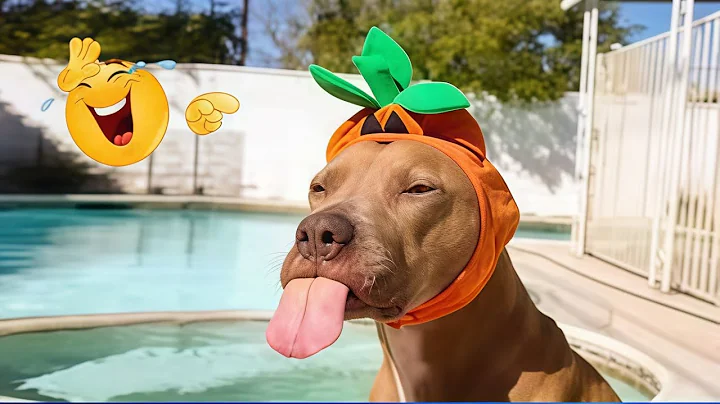 Video 11882421: funny animals funniest cats, dog compilation