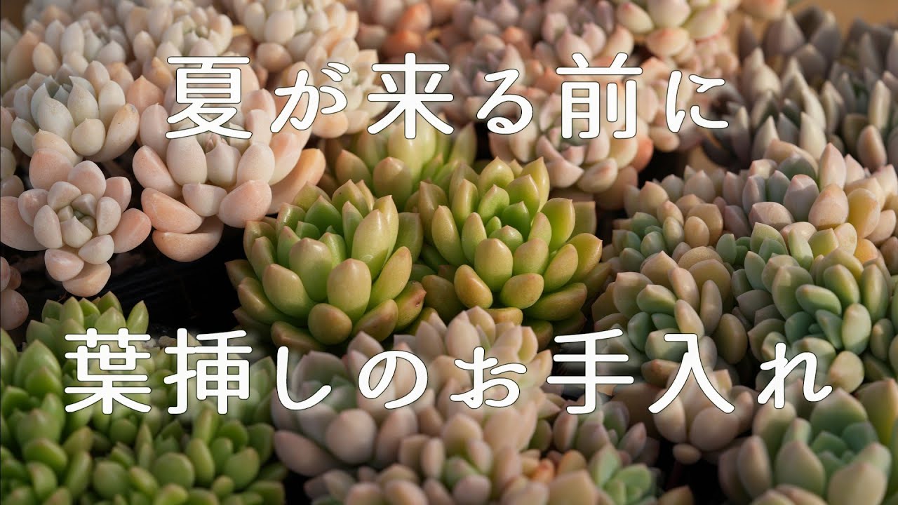 547【夏が来る前に】モリモリ育った時はこんな感じです。 - YouTube